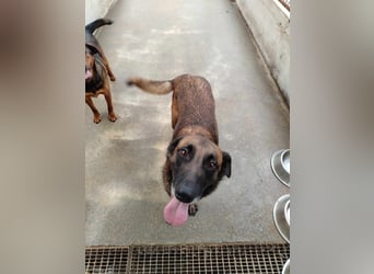 Ria aktive Malinois Mischlingshündin Mischling Hündin sucht Zuhause oder Pflegestelle