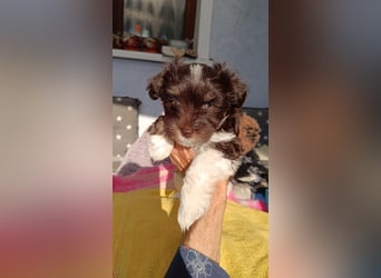 American zwergschnauzer BRUNO