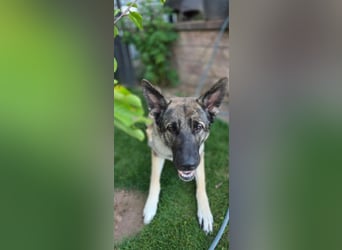 1 Schweitzer Deutscher Schäferhund DDR Linie sucht seinen Herzmenschen