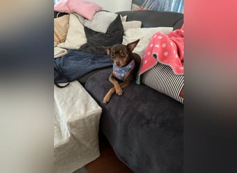 Liebevolles Zuhause für Maksik gesucht