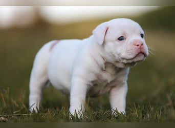 Unglaublich schöne American Bully Welpen!