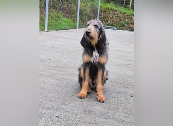 Gus