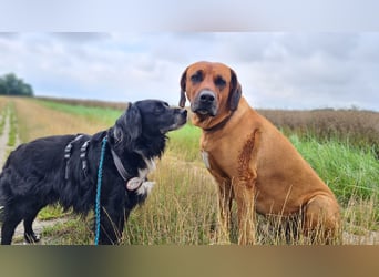 Amy - Ein bezauberndes Hundeherz