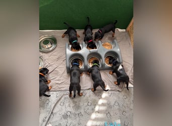 Deutsche Pinscher Welpen