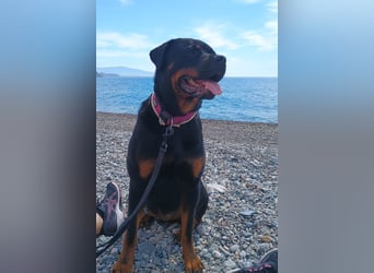 tolle Rottweilerhündin Daisy