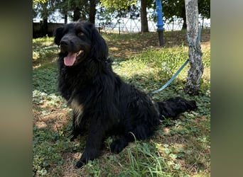 Morty ein Friendly-Dog