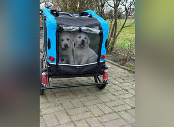 Zwei Schneeweiße Labrador Rüden suchen noch ein tolles Zuhause mit Ahnentafel