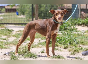 Caju, Mix Pinscher / Chihuahua, lieb und sozial