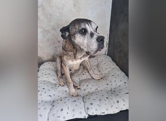 Gnadenplatz für Hedy gesucht