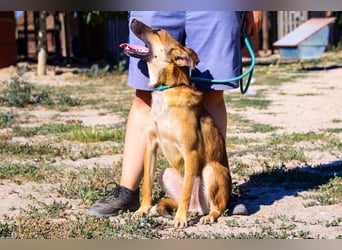 Cindy, Mix Schäferhund / Malinois, lieb und sozial