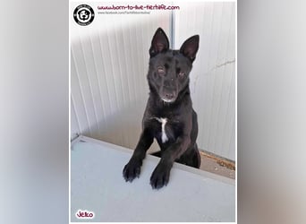 Kuschekörbchen für immer gesucht für unseren hübschen JELKO
