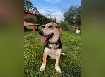 Didi, süße und freundliche Hundedame sucht ein Zuhause