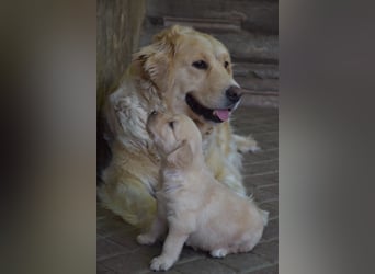 süße reinrassige Goldenretriever Welpen geboren