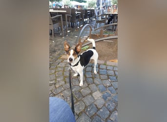 Reinrassiger Jack Russell Terrier