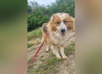 Wunderschöner „Hope“ Collie Mix ca. 6 Jahre auf der Suche nach dem Glück