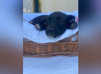 Fredi LM - Zuhause gesucht – Neun kleine Hundekinder auf großer Mission