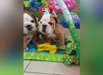 Englische Bulldogge Welpen mit FCI Papiere