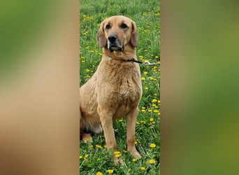 großer Herzenshund Bailey sucht noch seine Menschen