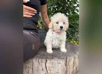 Angel, fröhliches Hundemädchen
