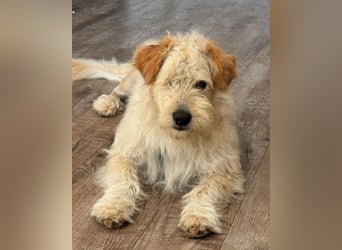 Lucky ❤️ wartet in 78247 Schlatt am Randen