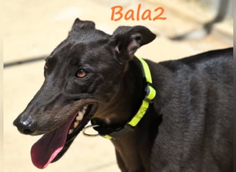 Bala2 10/2023 (ESP) - zärtliche, soziale und vornehme junge Galga!