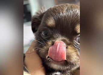 Wir haben aktuell Welpen. 2 Chihuahua Mädels