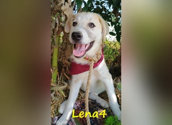 Lena4 geb. 03/2025 (GRC) - fröhliche und lustige Griechische Schäferhund Mix Welpin!