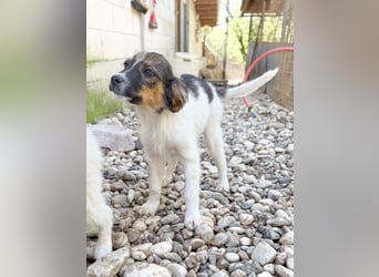 Zuckersüße JULIANA sucht ihr Für-immer-Zuhause
