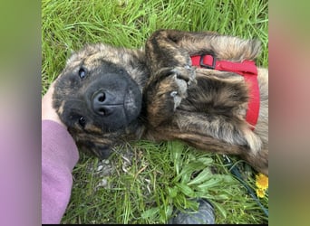 Ollie ein Engel auf 4 Pfoten