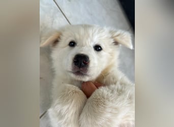 Alex – ein Wattebausch auf Pfötchen sucht ein Zuhause
