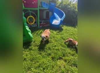 Englische Bulldogge Welpen mit FCI Papiere