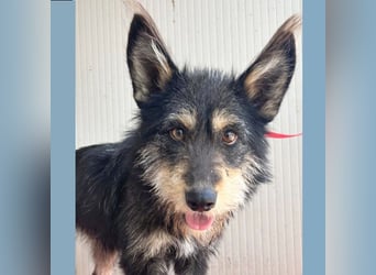 ❤️ süßes Pinsel-Öhrchen LEDI - 2 Jahre, 40cm/12kg - Schnauzer-Mix ❤️