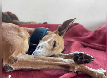Nando ist bereits auf Pflegestelle in Österreich