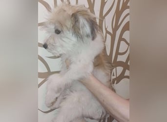 ROCKY - kleine Knutschkugel