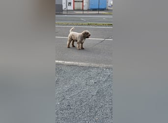 Lagotto Romagnolo welpen