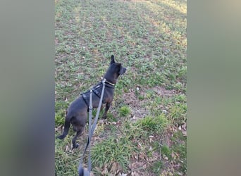 Faustino, Labrador-Mix - freundlich und sozial