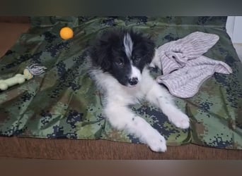 Kleiner Loki sucht ein Zuhause
