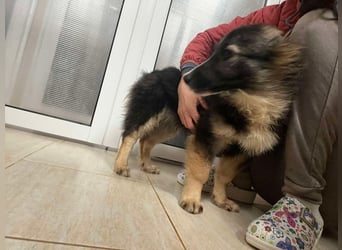 Bear - einfach alleine an der Straße ausgesetzt sucht jetzt ein Zuhause