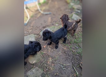 11 putzmuntere Aussiedoodles