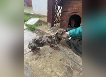 Mazli, geboren 01.10.2022, 22cm sucht seine Menschen