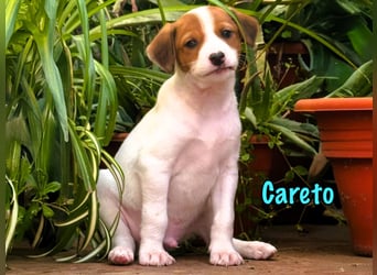 Careto 02/2025 (ESP) - verspielter, kleiner Podenco-Bodeguero Mix Welpe!