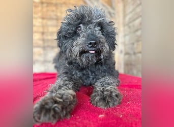 superlieber Kuschelhund MAILO - 2,5 Jahre, 45cm/14kg - Puli-Schnauzer-Mix