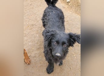 Kuschelkönigin CAPRI liebt die Nähe der Menschen sehr