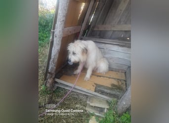 Ada sucht eine liebevolle Familie!