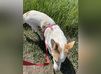 LEEBA - Ein Herz auf vier Pfoten sucht ihr Zuhause Zuhause oder Pflegestelle zum 06.09.2025 gesucht!