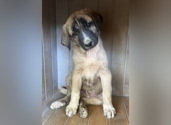Twixx, geb. ca. 03/2025, lebt in GRIECHENLAND, im städt. Tierheim Serres