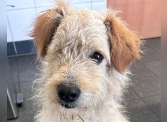 Lucky ❤️ wartet in 78247 Schlatt am Randen