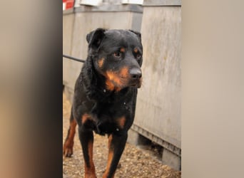 Duke VA - Großer Schmuser auf der Suche nach einem Zuhause