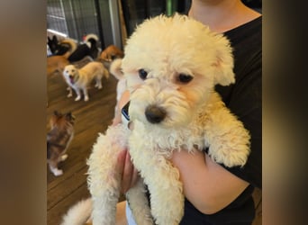 Ttabong - Bichon Frise zum verlieben <3 kleiner Charmeur