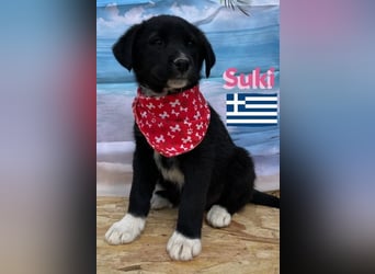 Suki,geb.02/25,zierliches Hundemädchensucht ihre Familie